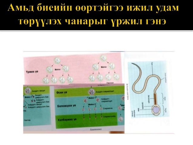 амьд биеийн үржлийн хэлбэр