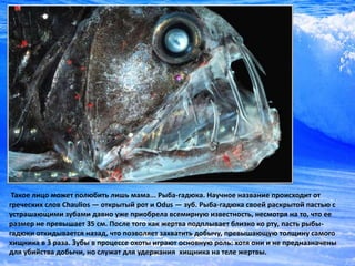 Самые Страшные Обитатели Морских Глубин | PPT