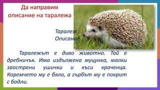 Да направим
описание на таралежа
Таралеж
Описание
Таралежът е диво животно. Той е
дребничък. Има издължена муцунка, малки
заострени ушички и къси краченца.
Коремчето му е бяло, а гърбът му е покрит
с бодли.

 