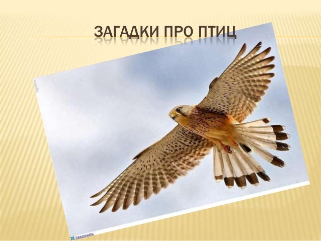 План текста аист у многих народов считается. Птицы рекордсмены проект план. Птица приносящая удачу.