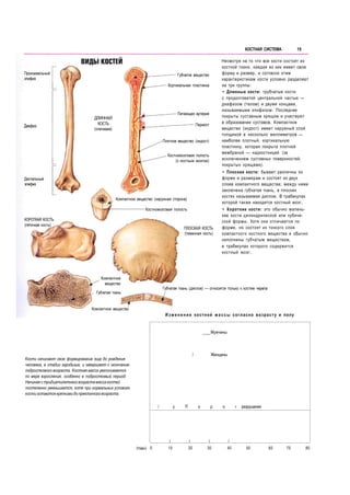 20

ОПОРНО-ДВИГАТЕЛЬНАЯ СИСТЕМА

КОСТИ: СКЕЛЕТ

Скелет человека состоит из 2 0 8 костей, расположенных
симметрично, некото...