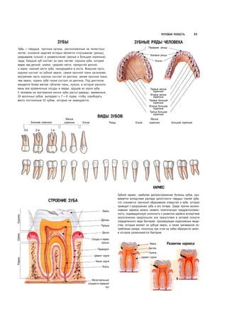 Кассан А. Анатомия человека. Иллюстрированный атлас