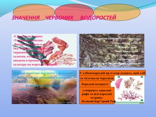 ЗНАЧЕННЯ ЧЕРВОНИХ
-Є їжею для тварин.
-Утворюють кисень.
-Використовують в
їжу: порфіру називають
червоним морським
салатом, тому вона
введена в промислову
культуру на морських фермах.
-Уздовж північно-західного узбережжя
Чорного моря знаходиться зона 5-60
м, де
філофора утворює суцільні
зарості.

ВОДОРОСТЕЙ
-З кораліни виготовляють препарат
для усунення печії.
-Хондрус лікує
дихальні шляхи
- Агар застосовують
у мікробіології.
-Запасають багрянковий крохмаль.

У хлібопекарській пр-ті агар додають, щоб хліб
та тістечка не черствіли
Коралові водорості
утворюють коралові
рифи та цілі коралові
острови.Великий Бар”єрний Риф

 