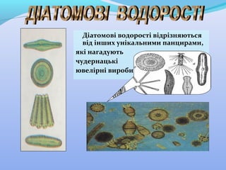 Діатомові водорості відрізняються
від інших унікальними панцирами,
які нагадують
чудернацькі
ювелірні вироби

 