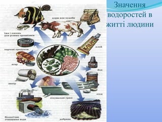 Значення
водоростей в
житті людини

 