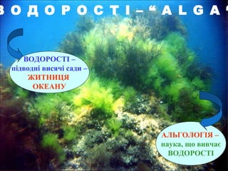 В О Д О Р О С Т І – “ А L G A “

ВОДОРОСТІ –
підводні висячі сади –
ЖИТНИЦЯ
ОКЕАНУ

АЛЬГОЛОГІЯ –
наука, що вивчає
ВОДОРОСТІ

 