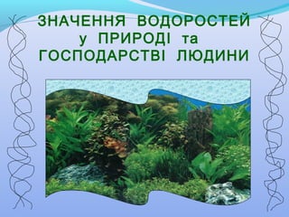 ЗНАЧЕННЯ ВОДОРОСТЕЙ
у ПРИРОДІ та
ГОСПОДАРСТВІ ЛЮДИНИ

 