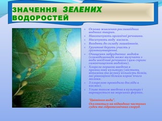 ЗНАЧЕННЯ ЗЕЛЕНИХ
ВОДОРОСТЕЙ
+ Основа живлення рослиноїдних
водяних тварин.
+ Накопичують органічні речовини.
+ Насичують воду киснем.
+ Входять до складу лишайників.
+ Грунтові беруть участь у
грунтоутворенні.
+ Очищення забруднених водойм
(хламідомонада може вилучати з
води шкідливі речовини і цим сприяє
самоочищенню водойми).
+ Хлорела першою введена в
промислову культуру (містить
вітаміни та велику кількість білків,
які рівноцінні білкам коров”ячого
молока.
+ З хлорелою проводили досліди в
космосі.
+ Ульва також введена в культуру і
вирощується на морських фермах.
-

“Цвітіння води”.
Оселяються на підводних частинах
суден та гідротехнічних споруд.

 