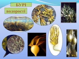 БУРІ
водорості

 