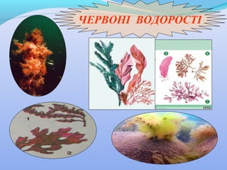 ЧЕРВОНІ ВОДОРОСТІ

 
