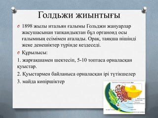 Голдьжи жиынтығы
O 1898 жылы итальян ғалымы Гольджи жануарлар

жасушасынан тапқандықтан бұл органоид осы
ғалымның есімімен аталады. Орақ, таяқша пішінді
жеке денешіктер түрінде кездеседі.
O Құрылысы:
1. жарғақшамен шектесіп, 5-10 топтаса орналасқан
қуыстар.
2. Қуыстармен байланыса орналасқан ірі түтікшелер
3. майда көпіршіктер

 
