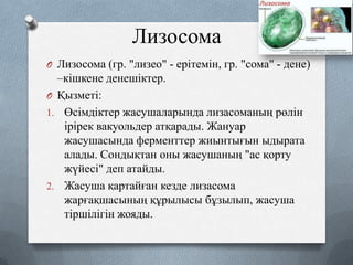 Лизосома
O Лизосома (гр. "лизео" - ерітемін, гр. "сома" - дене)

–кішкене денешіктер.
O Қызметі:
1. Өсімдіктер жасушаларында лизасоманың рөлін
ірірек вакуольдер атқарады. Жануар
жасушасында ферменттер жиынтығын ыдырата
алады. Сондықтан оны жасушаның "ас қорту
жүйесі" деп атайды.
2. Жасуша қартайған кезде лизасома
жарғақшасының құрылысы бұзылып, жасуша
тіршілігін жояды.

 