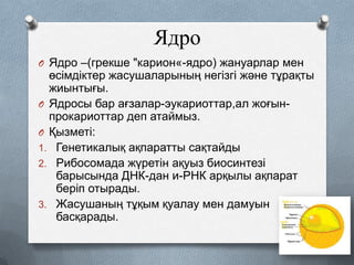 Ядро
O Ядро –(грекше "карион«-ядро) жануарлар мен

өсімдіктер жасушаларының негізгі және тұрақты
жиынтығы.
O Ядросы бар ағзалар-эукариоттар,ал жоғынпрокариоттар деп атаймыз.
O Қызметі:
1. Генетикалық ақпаратты сақтайды
2. Рибосомада жүретін ақуыз биосинтезі
барысында ДНК-дан и-РНК арқылы ақпарат
беріп отырады.
3. Жасушаның тұқым қуалау мен дамуын
басқарады.

 
