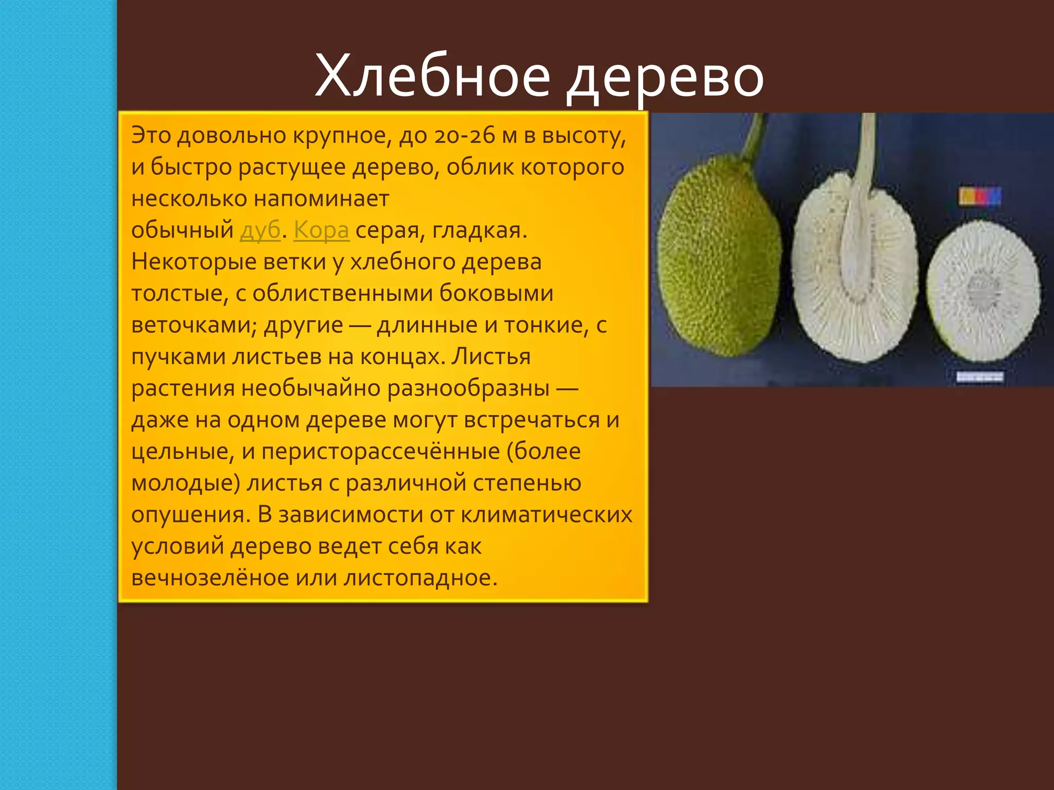 Хлебное дерево
Это довольно крупное, до 20-26 м в высоту,
и быстро растущее дерево, облик которого
несколько напоминает
обычный дуб. Кора серая, гладкая.
Некоторые ветки у хлебного дерева
толстые, с облиственными боковыми
веточками; другие — длинные и тонкие, с
пучками листьев на концах. Листья
растения необычайно разнообразны —
даже на одном дереве могут встречаться и
цельные, и перисторассечённые (более
молодые) листья с различной степенью
опушения. В зависимости от климатических
условий дерево ведет себя как
вечнозелёное или листопадное.

 