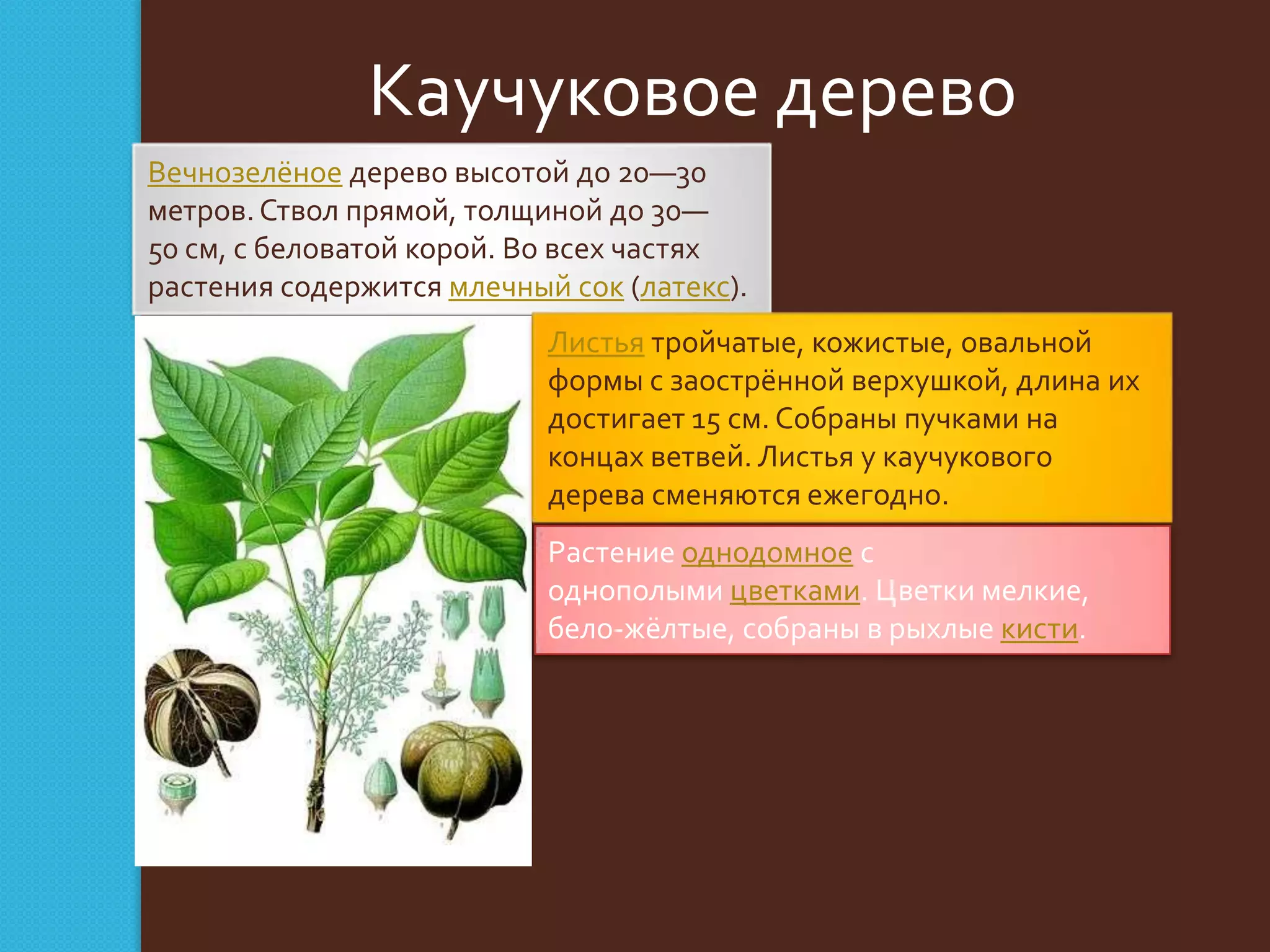 Каучуковое дерево
Вечнозелёное дерево высотой до 20—30
метров. Ствол прямой, толщиной до 30—
50 см, с беловатой корой. Во всех частях
растения содержится млечный сок (латекс).
Листья тройчатые, кожистые, овальной
формы с заострённой верхушкой, длина их
достигает 15 см. Собраны пучками на
концах ветвей. Листья у каучукового
дерева сменяются ежегодно.
Растение однодомное с
однополыми цветками. Цветки мелкие,
бело-жёлтые, собраны в рыхлые кисти.

 