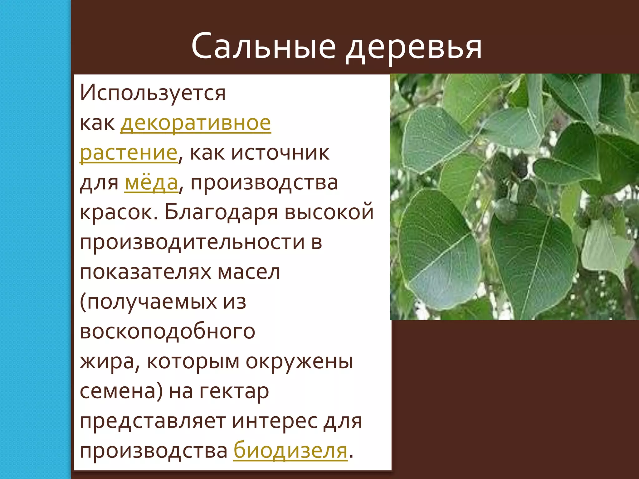 Сальные деревья
Используется
как декоративное
растение, как источник
для мёда, производства
красок. Благодаря высокой
производительности в
показателях масел
(получаемых из
воскоподобного
жира, которым окружены
семена) на гектар
представляет интерес для
производства биодизеля.

 
