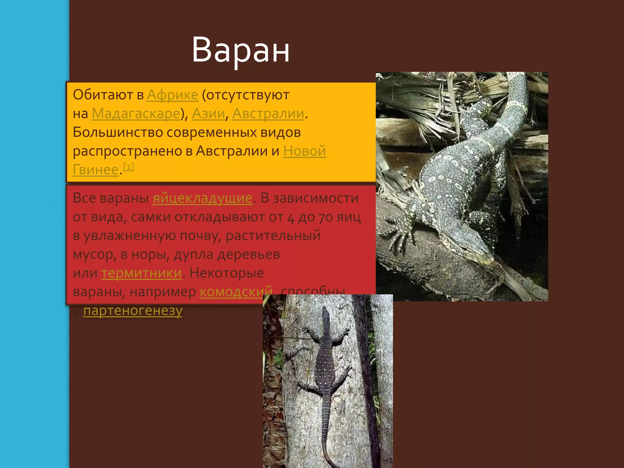 Варан
Обитают в Африке (отсутствуют
на Мадагаскаре), Азии, Австралии.
Большинство современных видов
распространено в Австралии и Новой
Гвинее.[1]
Все вараны яйцекладущие. В зависимости
от вида, самки откладывают от 4 до 70 яиц
в увлажненную почву, растительный
мусор, в норы, дупла деревьев
или термитники. Некоторые
вараны, например комодский, способны
к партеногенезу.

 