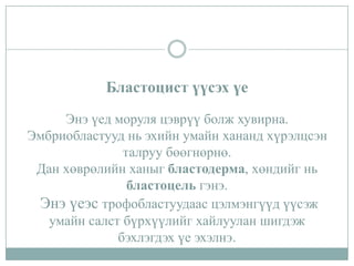 Бластоцист үүсэх үе
Энэ үед моруля цэврүү болж хувирна.
Эмбриобластууд нь эхийн умайн хананд хүрэлцсэн
талруу бөөгнөрнө.
Дан хөврөлийн ханыг бластодерма, хөндийг нь
бластоцель гэнэ.
Энэ үеэс трофобластуудаас цэлмэнгүүд үүсэж
умайн салст бүрхүүлийг хайлуулан шигдэж
бэхлэгдэх үе эхэлнэ.

 