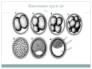 Бластоцист үүсэх үе

 