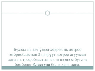 Бүхэлд нь авч үзвэл хөврөл нь дотроо
эмбриобластын 2 цэврүүг дотроо агуулсан
хана нь трофобластын нэг эгнээнээс бүтсэн
бөмбөлөг-бластула болж харагдана.

 