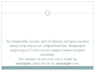 Үр хөврөлийн туслах эрхтэн ийнхүү ялгаран хөгжих
явцад дээр өгүүлсэн эмбриобластын бөөрөөрөө
шүргэлцсэн 2 эгнээ эсээс хөврөл өөрөө ялгаран
хөгжинө.
Энэ мөчөөс эхлэн дээд эгнээ эсийг нь
эктодерм, доод энгээг нь эндодерм гэнэ.

 