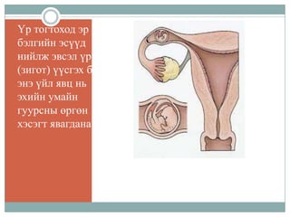 Үр тогтоход эр эм
бэлгийн эсүүд
нийлж эвсэл үр
(зигот) үүсгэх ба
энэ үйл явц нь
эхийн умайн
гуурсны өргөн
хэсэгт явагдана.

 