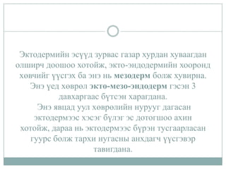 Эктодермийн эсүүд зурвас газар хурдан хуваагдан
олширч доошоо хотойж, экто-эндодермийн хооронд
хөвчийг үүсгэх ба энэ нь мезодерм болж хувирна.
Энэ үед хөврөл экто-мезо-эндодерм гэсэн 3
давхаргаас бүтсэн харагдана.
Энэ явцад уул хөврөлийн нурууг дагасан
эктодермээс хэсэг бүлэг эс дотогшоо ахин
хотойж, дараа нь эктодермээс бүрэн тусгаарласан
гуурс болж тархи нугасны анхдагч үүсгэвэр
тавигдана.

 
