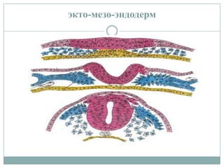 экто-мезо-эндодерм

 