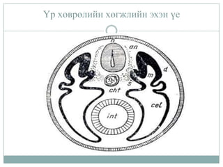 Үр хөврөлийн хөгжлийн эхэн үе

 