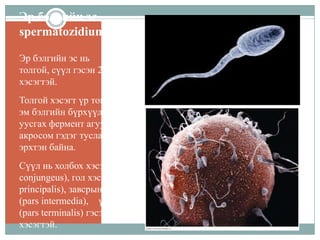 Эр бэлгийн эс
spermatozidium
Эр бэлгийн эс нь
толгой, сүүл гэсэн 2
хэсэгтэй.
Толгой хэсэгт үр тогтох үед
эм бэлгийн бүрхүүлийг
уусгах фермент агуулсан
акросом гэдэг туслах
эрхтэн байна.
Сүүл нь холбох хэсэг (pars
conjungeus), гол хэсэг (pars
principalis), завсрын хэсэг
(pars intermedia), үзүүр
(pars terminalis) гэсэн 4
хэсэгтэй.

 