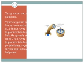 Хүзүү хэсэгт хос центриол
байрлана.
Үүнээс сүүлний гол утаслаг
бүтэц (axonema) үүснэ. Сүүл
нь 2 бичил гуурс
(diplomicrotubulus centralis)
байх ба түүнийг тойроод мөн
тийм 9 хос гуурс
(diplomicrotubulus
periphericus), түүний гадуур
митохондри ороомог үүсгэн
байрлана.

 