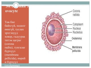 Эм бэлгийн эс
ovocyte
Төв бие
байхгүй, хөдөлг
өөнгүй, туслах
эрхтэнүүд
ховор, гадуураа
титэм цаграг
(corona
radita), тунгалаг
бүрхүүл
(membrana
pellicida), өөрий
н бүрхүүл
(ovolemma)

 