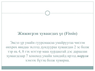Жижигрэн хуваагдах үе (Fissio)
Эвсэл үр умайн гуурснаасаа умайруугаа чиглэн
өнхрөх явцдаа эхлээд дундуураа хуваагдан 2 эс болж
тэр нь 4, 8 гэх мэтээр маш хурдацтай дэс дараалан
хуваагдсаар 7 хоноход умайн хөндийд ирээд моруля
хэмээх бүтэц болж хувирна.

 