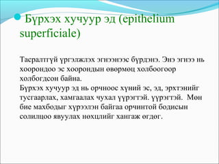 ерөнхий эд судлал | PPT