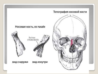 толгойн нүүрний хэсгийн яс | PPT