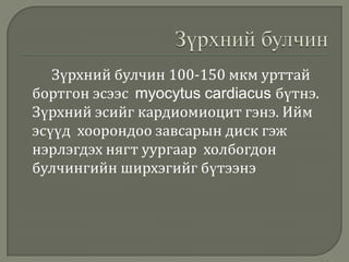 Зүрхний булчин 100-150 мкм урттай
бортгон эсээс myocytus cardiacus бүтнэ.
Зүрхний эсийг кардиомиоцит гэнэ. Ийм
эсүүд хоорондоо завсарын диск гэж
нэрлэгдэх нягт уургаар холбогдон
булчингийн ширхэгийг бүтээнэ

 