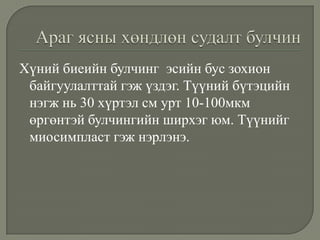 Хүний биеийн булчинг эсийн бус зохион
байгуулалттай гэж үздэг. Түүний бүтэцийн
нэгж нь 30 хүртэл см урт 10-100мкм
өргөнтэй булчингийн ширхэг юм. Түүнийг
миосимпласт гэж нэрлэнэ.

 