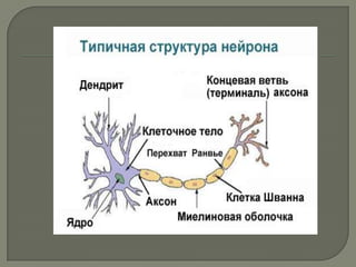 холбогч эд, булчингийн эд , мэдрэлийн эд