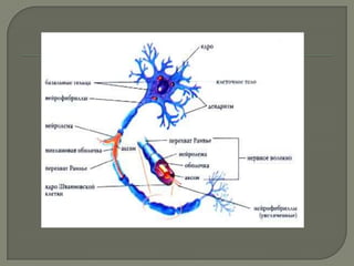 холбогч эд, булчингийн эд , мэдрэлийн эд