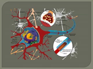 холбогч эд, булчингийн эд , мэдрэлийн эд