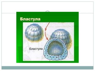 баясах | PPT