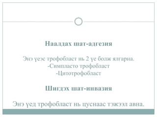 Наалдах шат-адгезия
Энэ үеэс трофобласт нь 2 үе болж ялгарна.
-Симпласто трофобласт
-Цитотрофобласт

Шигдэх шат-инвазия
Энэ үед трофобласт нь цуснаас тэжээл авна.

 