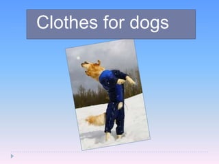 Clothes

for dogs

 
