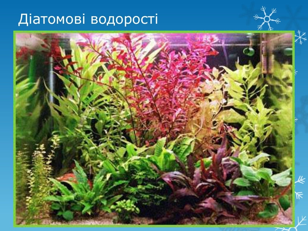 водорості