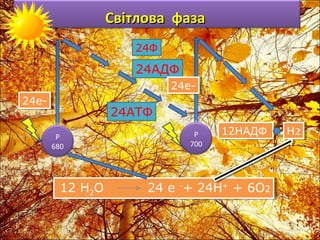 Світлова фаза
24Ф

24АДФ
24е24е24е24е-

24АТФ
Р
680

12 Н22О
12 Н О

Р
700

12НАДФ
12НАДФ

24 е --+ 24Н+ + 6О2
24 е + 24Н+ + 6О2

Н2
Н2

 