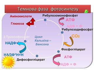 Темнова фаза фотосинтезу
Рибулозомонофосфат

Амінокислоти

АТФ

Глюкоза

1

АДФ + Ф

6

2 Триозофосфат

НАДФ+
НАДФ*Н+Н

5

Рибулозодифосфат
2

Цикл
Кальвіна –
Бенсона
4

Дифосфогліцерат

3

СО2
Фосфогліцерат

АТФ
АДФ + Ф

 
