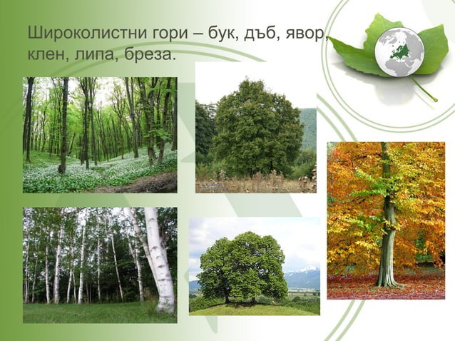 Природни зони в Европа | PPT