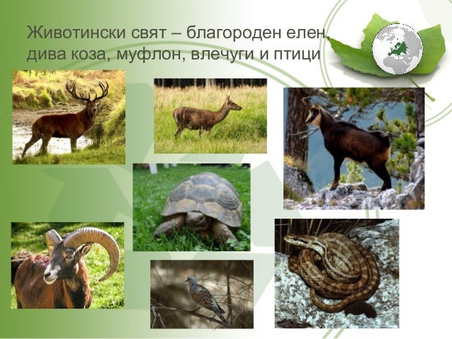 Природни зони в Европа