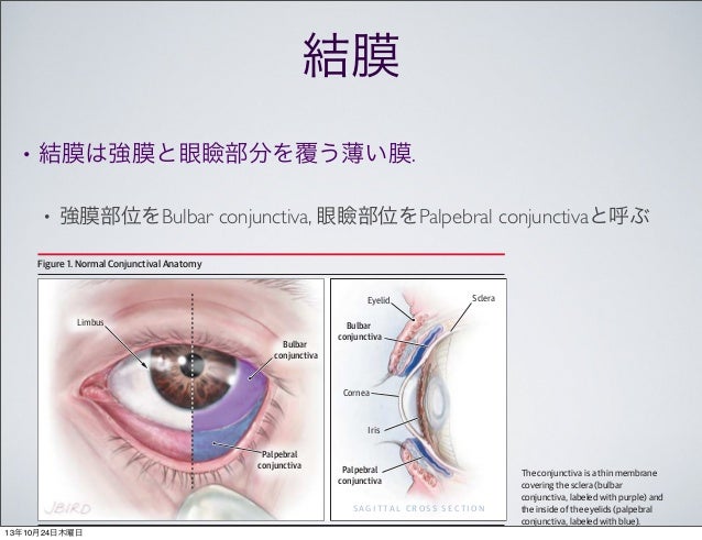 Images of 結膜 JapaneseClass.jp