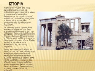 ΙΣΤΟΡΙΑ
Η ειηά είλαη γλωζηή από ηνπο
αξραηόηαηνπο ρξόλνπο, θαη
πηζαλόηαηα θαηάγεηαη από ην ρώξν
ηεο αλαηνιηθήο Μεζνγείνπ.
Σύκθωλα κε ηελ αξραία ειιεληθή
παξάδνζε, παηξίδα ηεο ειηάο είλαη
ε Αζήλα θαη ε πξώηε ειηά
θπηεύηεθε από ηελ Αζελά ζηελ
Αθξόπνιε.
Οη Έιιελεο ήηαλ ν πξώηνο ιαόο
πνπ θαιιηέξγεζε ηελ ειηά ζηνλ
επξωπαϊθό κεζνγεηαθό ρώξν. Τελ
κεηέθεξαλ είηε Έιιελεο άπνηθνη είηε
Φνίληθεο έκπνξνη. Όπωο αλαθέξεη
ν Πιίληνο, θαηά ην 580 π.Χ, νύηε ην
Λάηην νύηε ε Ιζπαλία νύηε ε Τύληδα
γλώξηδαλ ηελ ειηά θαη ηελ
θαιιηέξγεηά ηεο. Η ειηά ωο
ζύκβνιν:
Λόγω ηνπ ζεκαληηθνύ ξόινπ πνπ
έπαημε ε ειηά αλά ηνπο αηώλεο ζηελ
θαζεκεξηλόηεηα ηωλ ιαώλ ηεο
Μεζνγείνπ θαη εηδηθόηεξα ζηελ
Ειιάδα, ηα θιαδηά, ν θαξπόο αιιά
θαη ην ειαηόιαδν, ν «ρπκόο» ηνπ
ειαηόδεληξνπ, έρνπλ ζπκβνιηθό
ραξαθηήξα θαη θαηέρνπλ ηηκεηηθή
ζέζε ζε δηάθνξεο δξαζηεξηόηεηεο
ηεο δωήο ηωλ θαηνίθωλ ηεο

 